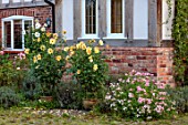 JUST DAHLIAS, CHESHIRE: COURTYARD, PATIO, TERRACE, DAHLIA APRIL HEATHER AND PHLOX DRUMONDII, SEPTEMBER, AUTUMN, FALL, FLOWERING, BLOOMING, BLOOMS, FLOWERS, CONTAINERS