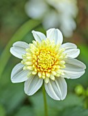 JUST DAHLIAS, CHESHIRE: CLOSE UP OF WHITE FLOWERS OF DAHLIA PLATINUM BLONDE, PERENNIALS, SEPTEMBER, BLOOMS, BLOOMING, FLOWERING