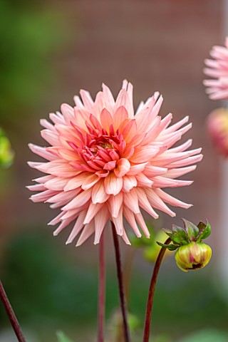 JUST_DAHLIAS_CHESHIRE_CLOSE_UP_OF_PINK_FLOWERS_OF_DAHLIA_PREFERENCE_PERENNIALS_SEPTEMBER_BLOOMS_BLOO