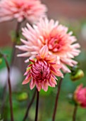 JUST DAHLIAS, CHESHIRE: CLOSE UP OF PINK FLOWERS OF DAHLIA PREFERENCE, PERENNIALS, SEPTEMBER, BLOOMS, BLOOMING, FLOWERING