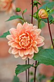 JUST DAHLIAS, CHESHIRE: CLOSE UP OF PEACH, APRICOT, FLOWERS OF DAHLIA CAROLINE WAGERMANS, PERENNIALS, SEPTEMBER, BLOOMS, BLOOMING, FLOWERING, CAROLINA, WAGERMANS