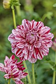 JUST DAHLIAS, CHESHIRE: CLOSE UP OF RED, PINK FLOWERS OF DAHLIA PEPPERMINT SPLASH, PERENNIALS, SEPTEMBER, BLOOMS, BLOOMING, FLOWERING