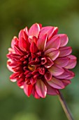 JUST DAHLIAS, CHESHIRE: CLOSE UP OF RED, PINK FLOWERS OF DAHLIA SENIORS HOPE, PERENNIALS, SEPTEMBER, BLOOMS, BLOOMING, FLOWERING, SENIOR