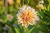 JUST DAHLIAS, CHESHIRE: CLOSE UP OF CREAM, YELLOW, PEACH FLOWERS OF DAHLIA CAFE AU LAIT, PERENNIALS, SEPTEMBER, BLOOMS, BLOOMING, FLOWERING