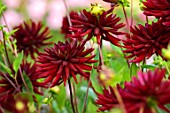 JUST DAHLIAS, CHESHIRE: CLOSE UP OF DARK, RED FLOWERS OF DAHLIA CHAT NOIR, PERENNIALS, SEPTEMBER, BLOOMS, BLOOMING, FLOWERING