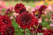 JUST DAHLIAS, CHESHIRE: CLOSE UP OF DARK, RED FLOWERS OF DAHLIA KARMA CHOC, PERENNIALS, SEPTEMBER, BLOOMS, BLOOMING, FLOWERING