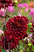 JUST DAHLIAS, CHESHIRE: CLOSE UP OF DARK, RED FLOWERS OF DAHLIA KARMA CHOC, PERENNIALS, SEPTEMBER, BLOOMS, BLOOMING, FLOWERING
