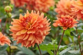 JUST DAHLIAS, CHESHIRE: CLOSE UP OF ORANGE FLOWERS OF DAHLIA MANUEL, PERENNIALS, SEPTEMBER, BLOOMS, BLOOMING, FLOWERING