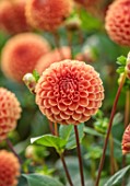 JUST DAHLIAS, CHESHIRE: CLOSE UP OF ORANGE FLOWERS OF CORNEL BRONS, PERENNIALS, SEPTEMBER, BLOOMS, BLOOMING, FLOWERING