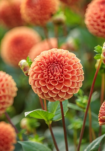 JUST_DAHLIAS_CHESHIRE_CLOSE_UP_OF_ORANGE_FLOWERS_OF_CORNEL_BRONS_PERENNIALS_SEPTEMBER_BLOOMS_BLOOMIN