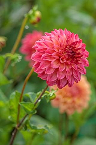 JUST_DAHLIAS_CHESHIRE_CLOSE_UP_OF_RED_PINK_FLOWERS_OF_DAHLIA_ROSSENDALE_FLAMENCO_PERENNIALS_SEPTEMBE