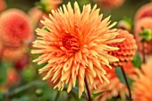 JUST DAHLIAS, CHESHIRE: CLOSE UP OF ORANGE FLOWERS OF DAHLIA MEVROUW CLEMENT ANDRIES, PERENNIALS, SEPTEMBER, BLOOMS, BLOOMING, FLOWERING