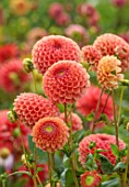 JUST DAHLIAS, CHESHIRE: CLOSE UP OF ORANGE FLOWERS OF DAHLIA BARBARRY BALL, PERENNIALS, SEPTEMBER, BLOOMS, BLOOMING, FLOWERING, NULANDS, NULAND