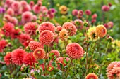 JUST DAHLIAS, CHESHIRE: CLOSE UP OF ORANGE FLOWERS OF DAHLIA BARBARRY BALL, PERENNIALS, SEPTEMBER, BLOOMS, BLOOMING, FLOWERING, NULANDS, NULAND