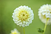 JUST DAHLIAS, CHESHIRE: CLOSE UP OF WHITE, YELLOW, FLOWERS OF DAHLIA ROSSENDALE NATASHA, PERENNIALS, SEPTEMBER, BLOOMS, BLOOMING, FLOWERING