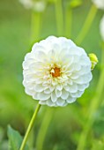 JUST DAHLIAS, CHESHIRE: CLOSE UP OF WHITE, PINK FLOWERS OF DAHLIA BROOKFIELD SNOWBALL, PERENNIALS, SEPTEMBER, BLOOMS, BLOOMING, FLOWERING