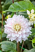 JUST DAHLIAS, CHESHIRE: CLOSE UP OF WHITE, PINK FLOWERS OF DAHLIA SILVER YEARS, PERENNIALS, SEPTEMBER, BLOOMS, BLOOMING, FLOWERING