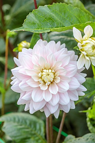 JUST_DAHLIAS_CHESHIRE_CLOSE_UP_OF_WHITE_PINK_FLOWERS_OF_DAHLIA_SILVER_YEARS_PERENNIALS_SEPTEMBER_BLO