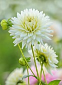 JUST DAHLIAS, CHESHIRE: CLOSE UP OF WHITE, FLOWERS OF DAHLIA WHITE SWALLOW, PERENNIALS, SEPTEMBER, BLOOMS, BLOOMING, FLOWERING