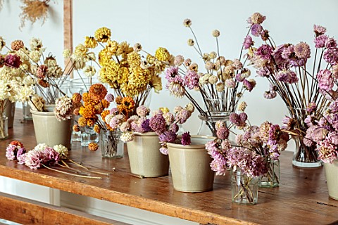 JUST_DAHLIAS_CHESHIRE_DRIED_DAHLIAS_IN_CONTAINERS_JARS_VASES_ON_WOODEN_TABLE_DRYING_CUT_FLOWERS_CUTT