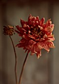 JUST DAHLIAS, CHESHIRE: DRIED DARK ORANGE FLOWER OF DAHLIA CAROLINE WAGEMANS, FLOWER ARRANGING, DECORATIVE, CUT FLOWERS
