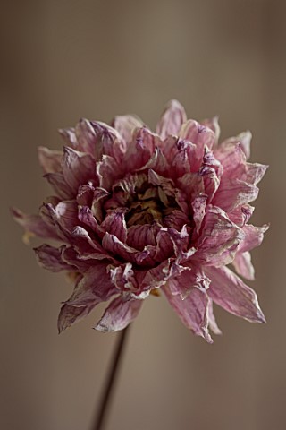 JUST_DAHLIAS_CHESHIRE_DRIED_PINK_FLOWER_OF_DAHLIA_SILVER_YEARS_FLOWER_ARRANGING_DECORATIVE_CUT_FLOWE