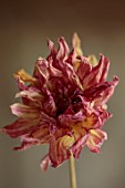 JUST DAHLIAS, CHESHIRE: DRIED RED, PINK, YELLOW FLOWER OF DAHLIA PINK PERCEPTION, FLOWER ARRANGING, DECORATIVE, CUT FLOWERS
