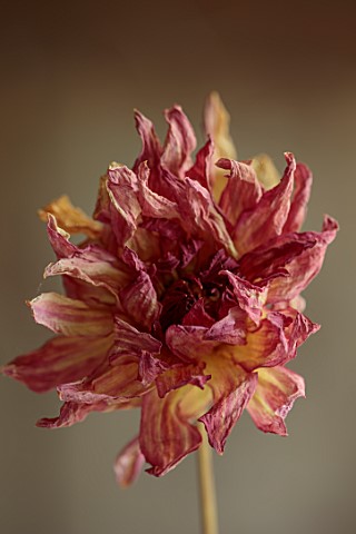 JUST_DAHLIAS_CHESHIRE_DRIED_RED_PINK_YELLOW_FLOWER_OF_DAHLIA_PINK_PERCEPTION_FLOWER_ARRANGING_DECORA