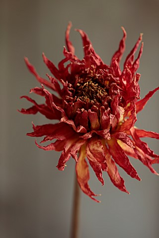 JUST_DAHLIAS_CHESHIRE_DRIED_ORANGE_COPPER_FLOWER_OF_DAHLIA_MEVROUW_CLEMENT_ANDRIES_FLOWER_ARRANGING_