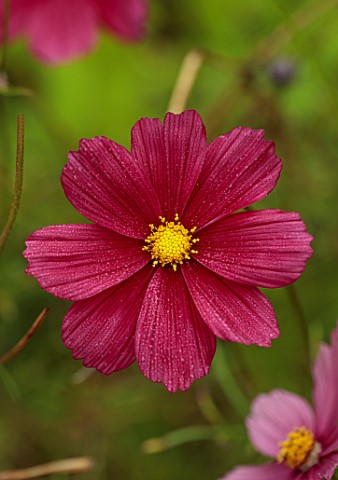 WILDEGOOSE_NURSERY_SHROPSHIRE_PLANT_PORTRAIT_OF_PINK_RED_FLOWERS_OF_COSMOS_RUBENZA_ANNUALS_BLOOMING_