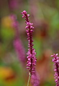 WILDEGOOSE NURSERY, SHROPSHIRE: CLOSE UP PLANT PORTRAIT OF PINK FLOWERS OF PERSICARIA AMPLEXICAULIS SEPTEMBER SPIRES