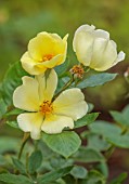 WILDEGOOSE NURSERY, SHROPSHIRE: PLANT PORTRAIT OF DAVID AUSTIN ROSES, PALE YELLOW, CREAM FLOWERS OF ROSES, ROSA TOTTERING BY GENTLY