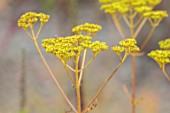 WILDEGOOSE NURSERY, SHROPSHIRE: PLANT PORTRAIT OF YELLOW FLOWERS OF PATRINIA SCABIOSAFOLIA, GOLDEN VALERIAN, GOLDEN LACE, PERENNIALS