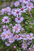 WILDEGOOSE NURSERY, SHROPSHIRE: PLANT PORTRAIT OF PINK FLOWERS OF ASTERS, SYMPHYOTRICHUM LATERIFOLIUS COOMBE FISHACRE, PERENNIALS