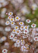 WILDEGOOSE NURSERY, SHROPSHIRE: CLOSE UP OF PINK, CREAM, WHITE, FLOWERS OF ASTER ERICOIDES HENRIETTE, FLOWERING, BLOOMS, BLOOMING, PERENNIALS, SEPTEMBER, HERBACEOUS