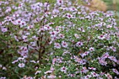 WILDEGOOSE NURSERY, SHROPSHIRE: PLANT PORTRAIT OF PINK FLOWERS OF ASTERS, SYMPHYOTRICHUM LATERIFOLIUS COOMBE FISHACRE, PERENNIALS