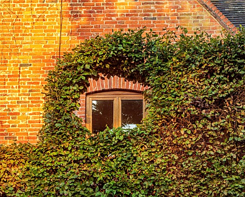 THE_DOWER_HOUSE_DERBYSHIRE_CLIPPED_HEDGE_WITH_CIRCULAR_OPENING_ONTO_WINDOW_BEECH_HEDGING