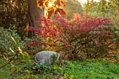 THE DOWER HOUSE, DERBYSHIRE: PIG SCULPTURE, RED AUTUMN, FOLIAGE OF EUONYMOUS ELATA, WINGED SPINDLE, MORNING LIGHT, COPPER BEECH, FAGUS SYLVATICA F PURPUREA
