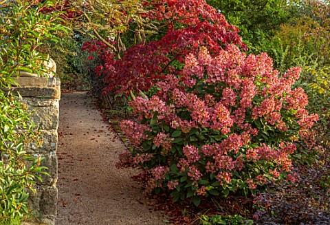 THE_DOWER_HOUSE_DERBYSHIRE_PATH_BESIDE_STONE_WALL_WALLS_PINK_FLOWERS_OF_HYDRANGEA_PANICULATA_PINK_DI