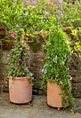 THE DOWER HOUSE, DERBYSHIRE: COURTYARD, TERRACOTTA CONTAINERS, CLIMBERS, ANNUALS, ASARINA SCANDENS SNOW WHITE, CLIMBING SNAPDRAGON, RHODOCHITON ATROSANGUINEUM, PURPLE BELL VINE