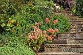 THE DOWER HOUSE, DERBYSHIRE: STEPS, WEST HIGHLAND TERRIER HEBE, FUCHSIA WALZ JUBELTEEN, HYDRANGEA PANICULATA, HYDRANGEA ARBORESCENS STRONG ANNABELLE, SLOPES, SLOPING