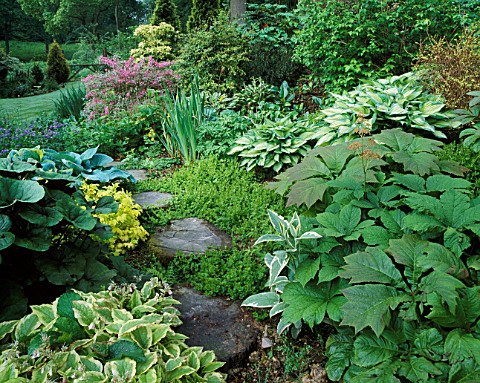 HOSTAS__RODGERSIA_AND_LIGULARIA_BESIDE_A_WOODLAND_PATH_OF_TREE_SLICES_DESIGNER_ANNE_WARING