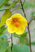 THE DOWER HOUSE, DERBYSHIRE: CLOSE UP OF YELLOW FLOWERS OF ABUTILON CANARY BIRD, FLOWERING, BLOOMING, PERENNIALS, BLOOMS, SHRUBS, SEPTEMBER