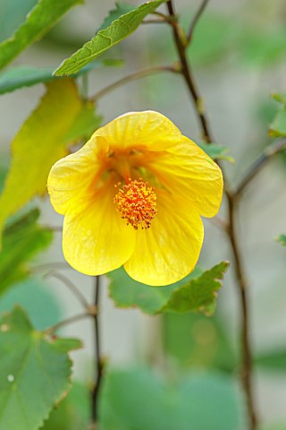 THE_DOWER_HOUSE_DERBYSHIRE_CLOSE_UP_OF_YELLOW_FLOWERS_OF_ABUTILON_CANARY_BIRD_FLOWERING_BLOOMING_PER