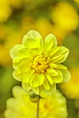 THE DOWER HOUSE, DERBYSHIRE: YELLOW FLOWERS OF DAHLIA GLORIE VAN HEEMSTEDE, SEPTEMBER, SINGLE, BLOOM, BLOOMING, FALL, AUTUMN