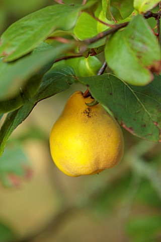 THE_DOWER_HOUSE_DERBYSHIRE_CLOSE_UP_OF_YELLOW_FRUITS_OF_QUINCE_CYDONIA_OBLONGA_MEECHS_PROLIFIC_QUINC