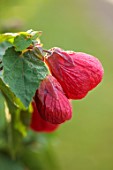 THE DOWER HOUSE, DERBYSHIRE: RED FLOWERS OF ABUTILON ASHFORD RED, FLOWERING, BLOOMS, BLOOMING, SEPTEMBER, AUTUMN