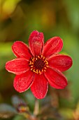 THE DOWER HOUSE, DERBYSHIRE: RED FLOWERS OF DAHLIA BISHOP OF AUCKLAND, FLOWERING, BLOOMS, BLOOMING, SEPTEMBER