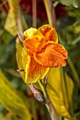THE DOWER HOUSE, DERBYSHIRE: CLOSE UP OF ORANGE, YELLOW FLOWERS OF CANNA BETHANY, TENDER, PERENNIALS