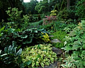 HOSTAS  RODGERSIA AND LIGULARIA BESIDE A WOODLAND PATH OF TREE SLICES. DESIGNER: ANNE WARING